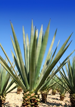 Agave-Plant