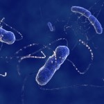 e-Coli-Bacteria