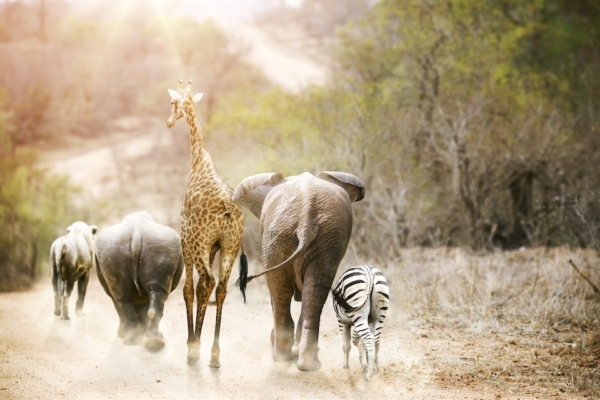 African Animals on Safari