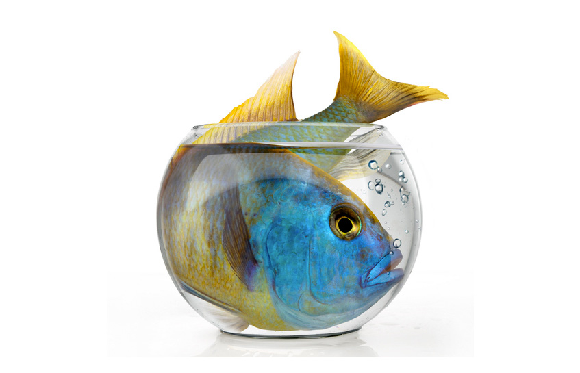 FIshbowl