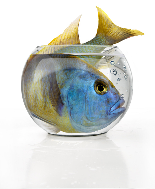 Fishbowl